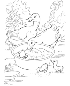 Desenho de Patinho Desenho Colorir Imprimir 11