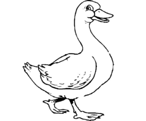 Desenho de Patinho Desenho Colorir Imprimir 12