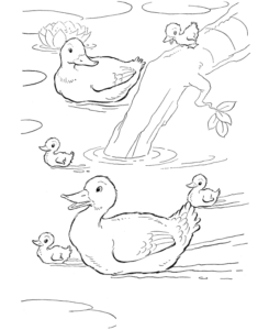 Desenho de Patinho Desenho Colorir Imprimir 13