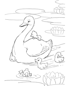 Desenho de Patinho Desenho Colorir Imprimir 14