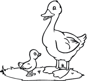Desenho de Patinho Desenho Colorir Imprimir 16