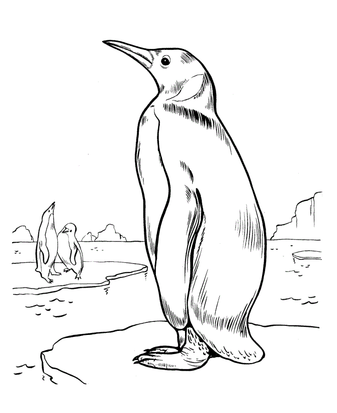 Desenho de Pinguim Desenho Colorir Imprimir 31