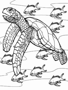 Desenho de Tartaruga Desenho Colorir Imprimir 20