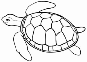 Desenho de Tartaruga Desenho Colorir Imprimir 22