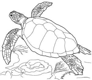 Desenho de Tartaruga Desenho Colorir Imprimir 24