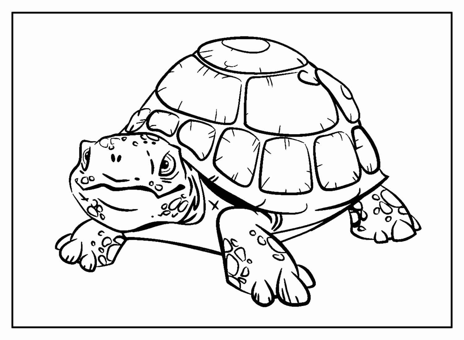 Desenho de Tartaruga Desenho Colorir Imprimir 38