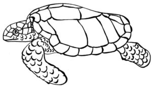 Desenho de Tartaruga Desenho Colorir Imprimir 49