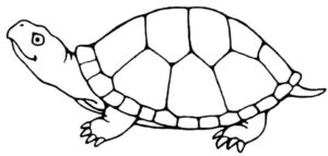 Desenho de Tartaruga Desenho Colorir Imprimir 50