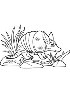 Desenho de Tatu Desenho Colorir Imprimir 12