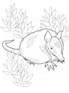 Desenho de Tatu Desenho Colorir Imprimir 19