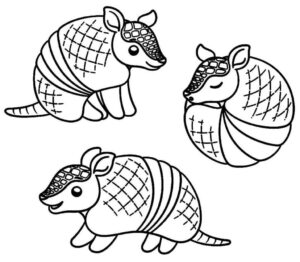 Desenho de Tatu Desenho Colorir Imprimir 21