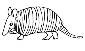 Desenho de Tatu Desenho Colorir Imprimir 25