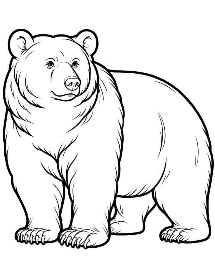 Desenho de Urso Desenho Colorir Imprimir 006