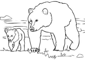 Desenho de Urso Desenho Colorir Imprimir 016