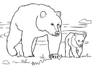 Desenho de Urso Desenho Colorir Imprimir 021