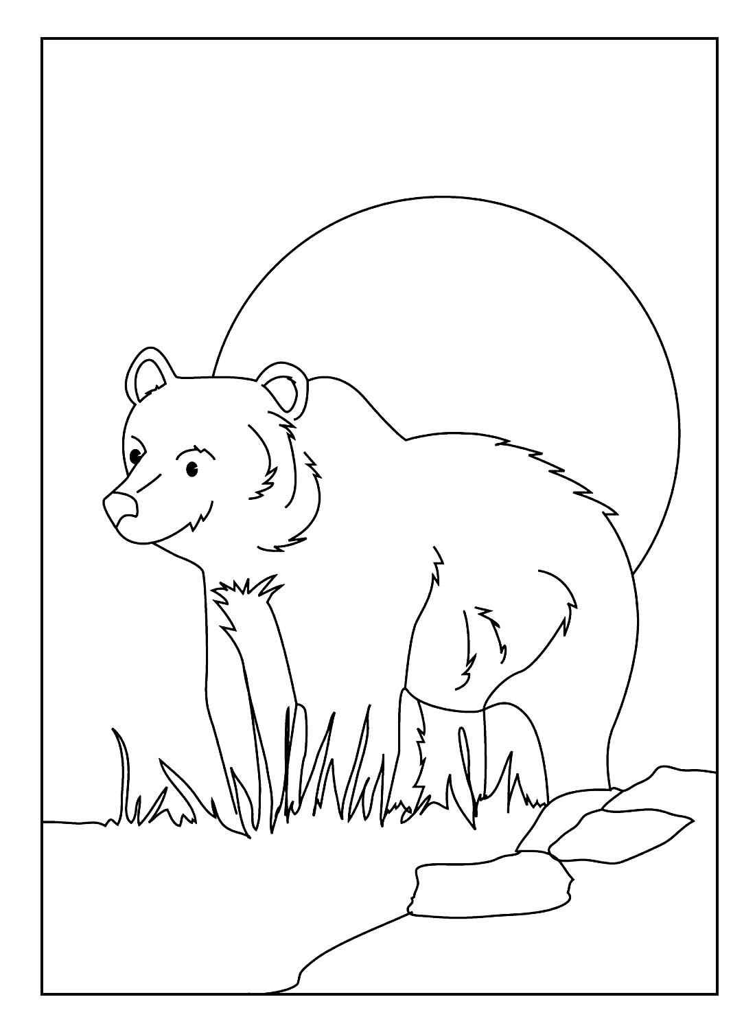 Desenho de Urso Desenho Colorir Imprimir 022