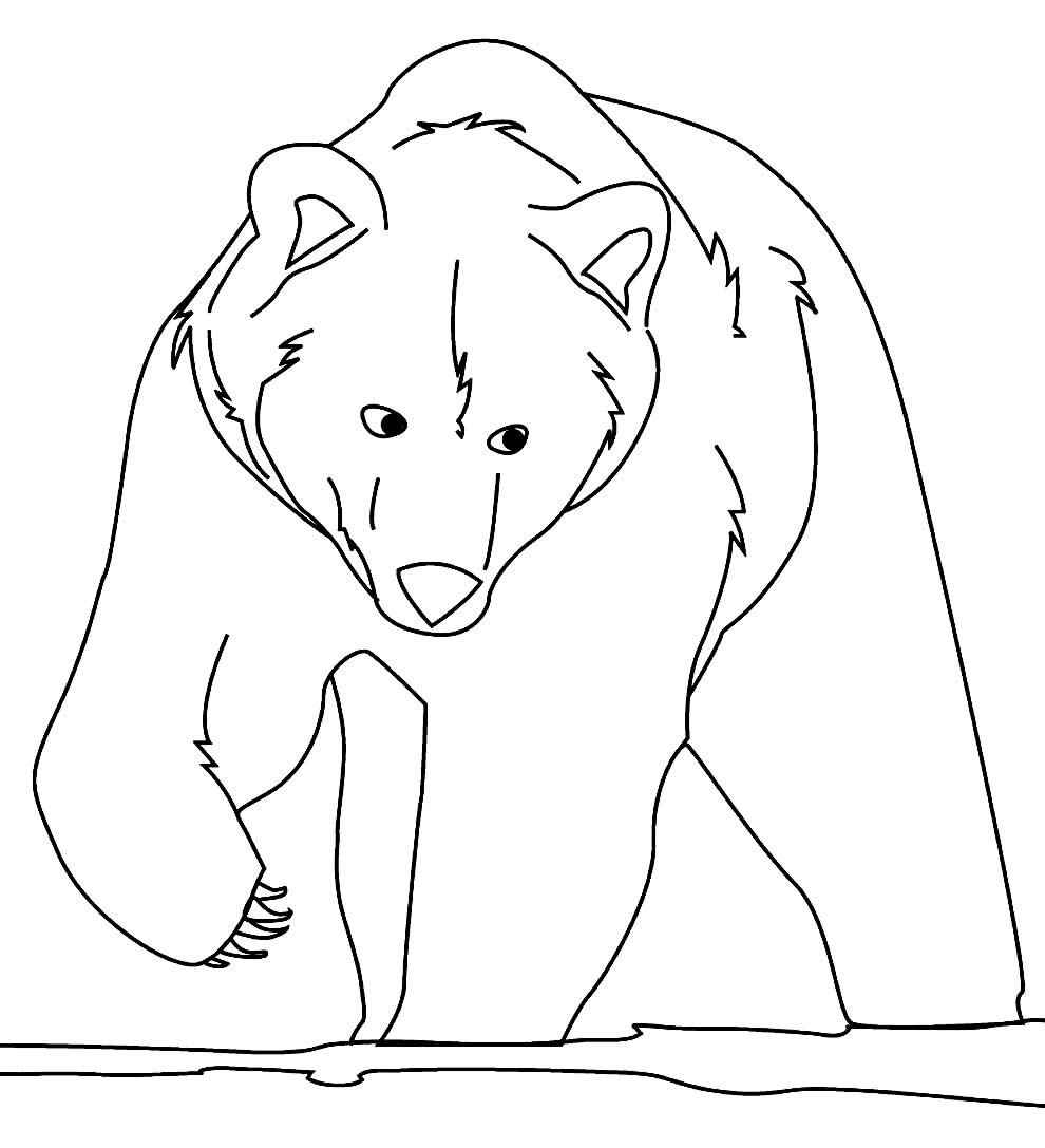 Desenho de Urso Desenho Colorir Imprimir 030
