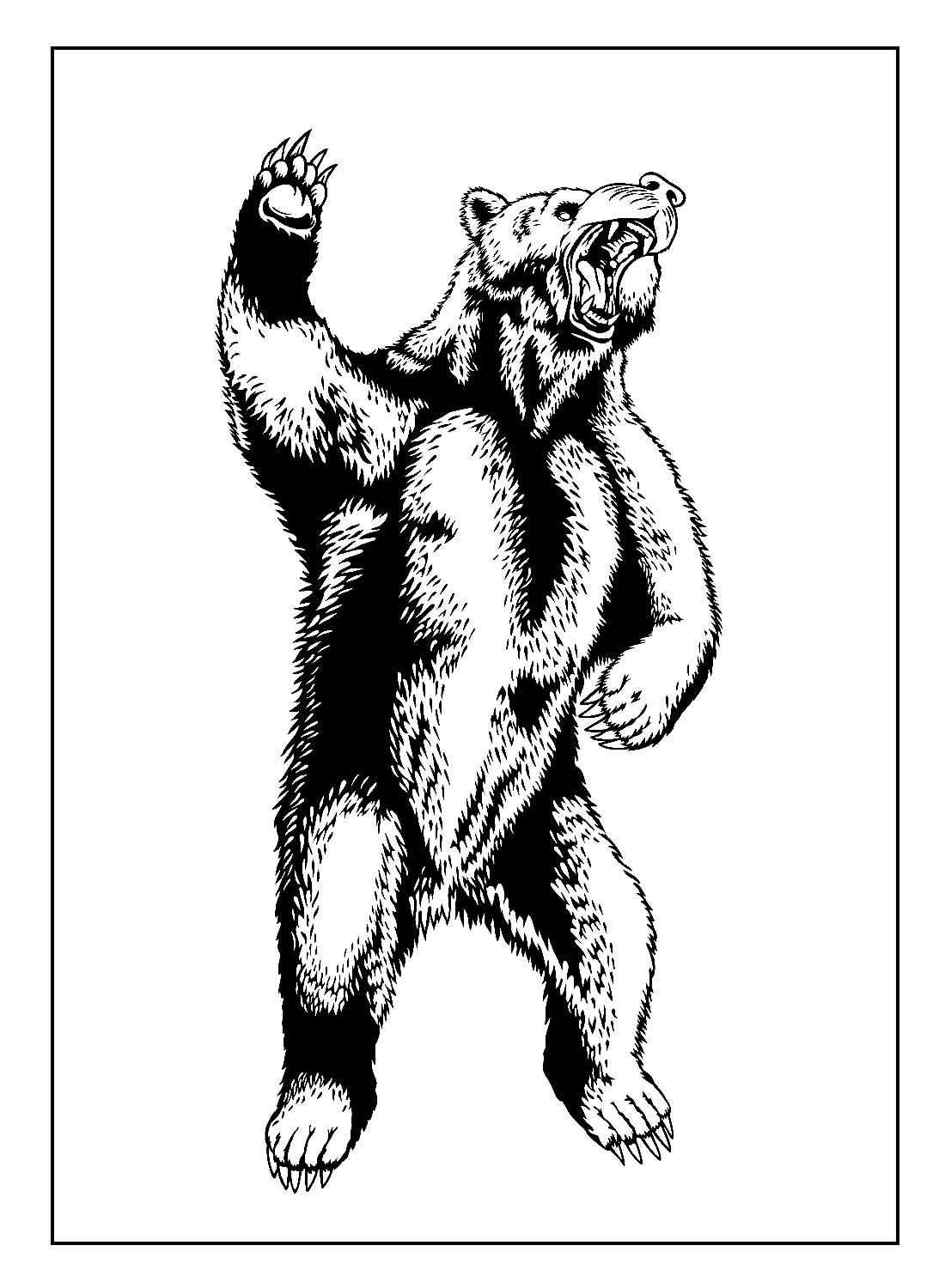 Desenho de Urso Desenho Colorir Imprimir 038