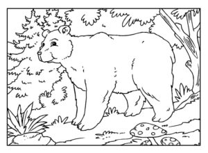 Desenho de Urso Desenho Colorir Imprimir 041