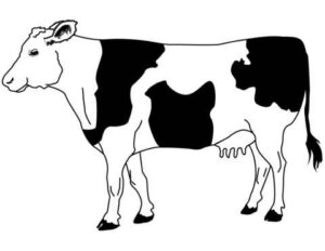 Desenho de Vaca Desenho Colorir Imprimir 37