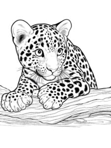 Desenho de Onça Desenho Colorir Imprimir 08