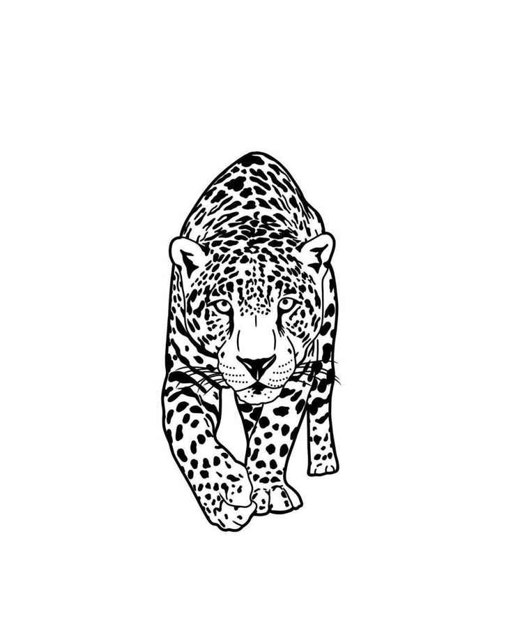 Desenho de Onça Desenho Colorir Imprimir 21