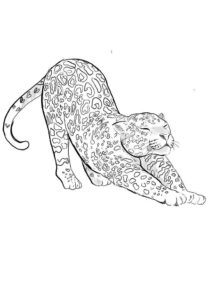 Desenho de Onça Desenho Colorir Imprimir 25