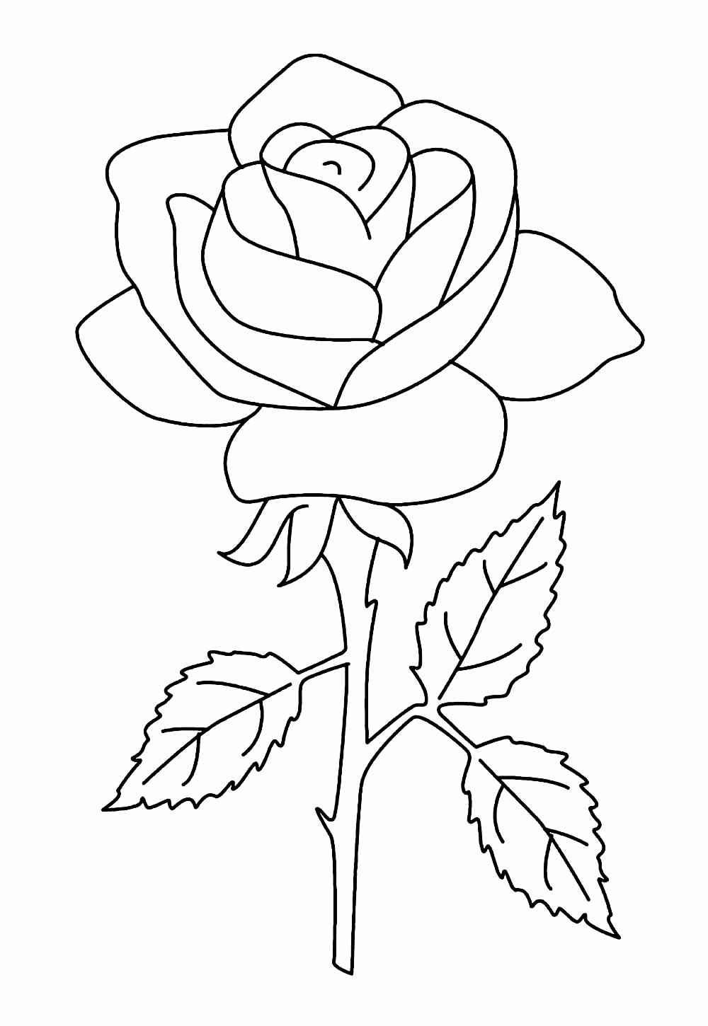 Desenho de Rosa Desenho Colorir Imprimir 10