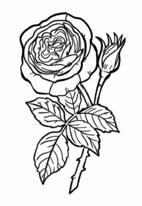 Desenho de Rosa Desenho Colorir Imprimir 19
