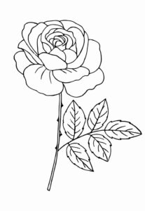 Desenho de Rosa Desenho Colorir Imprimir 20