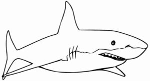 Desenho de Tubarao Desenho Colorir Imprimir 03