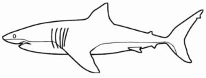 Desenho de Tubarao Desenho Colorir Imprimir 47