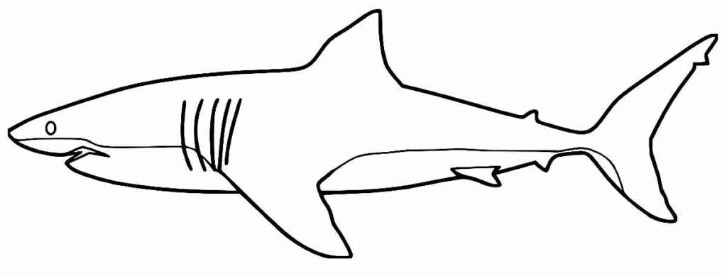 Desenho de Tubarao Desenho Colorir Imprimir 47