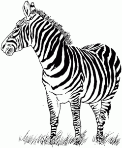 Desenho de Zebra Desenho Colorir Imprimir 23