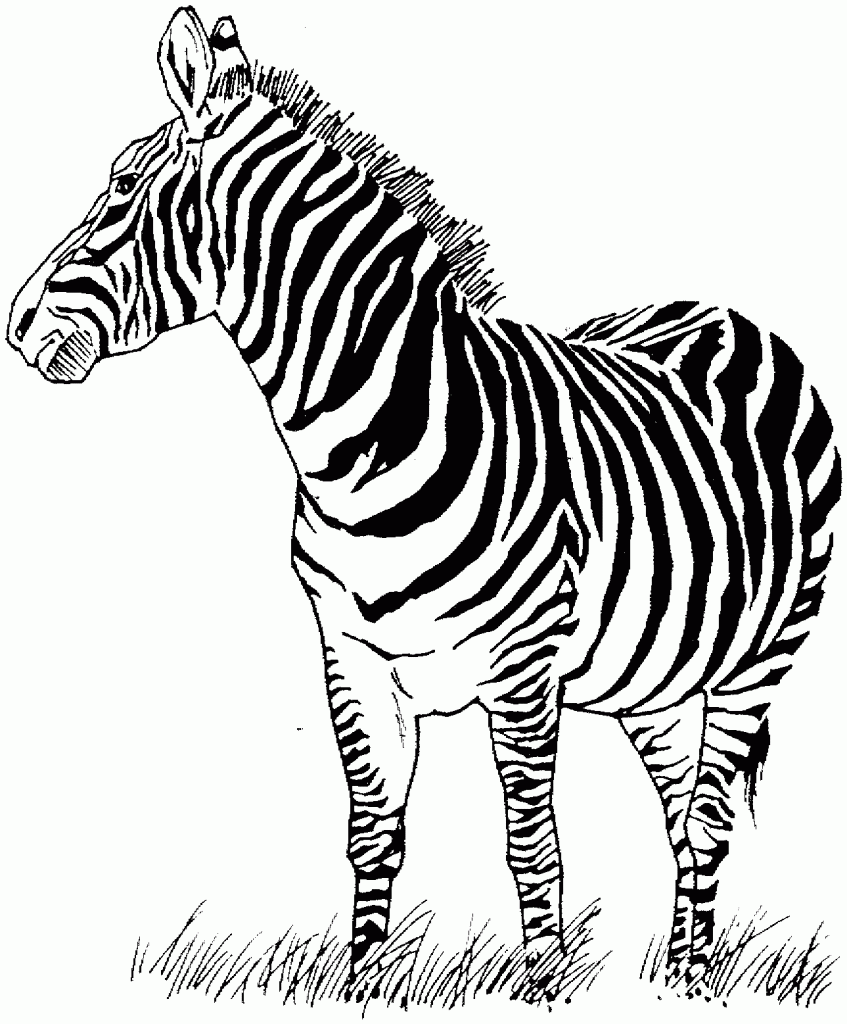 Desenho de Zebra Desenho Colorir Imprimir 23