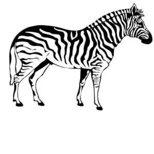 Desenho de Zebra Desenho Colorir Imprimir 25
