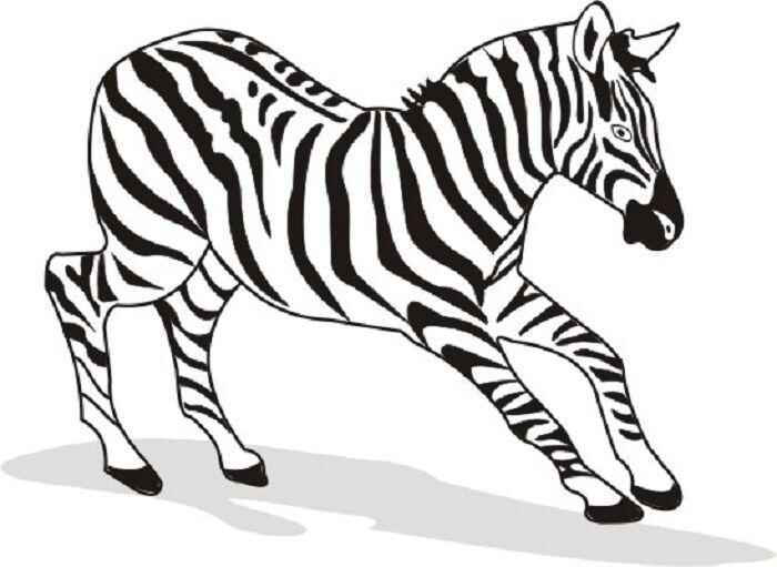 Desenho de Zebra Desenho Colorir Imprimir 26