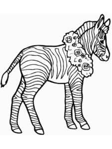 Desenho de Zebra Desenho Colorir Imprimir 29