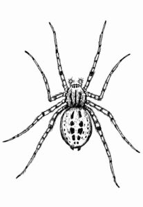 Desenho de Aranha Desenho Colorir Imprimir 17