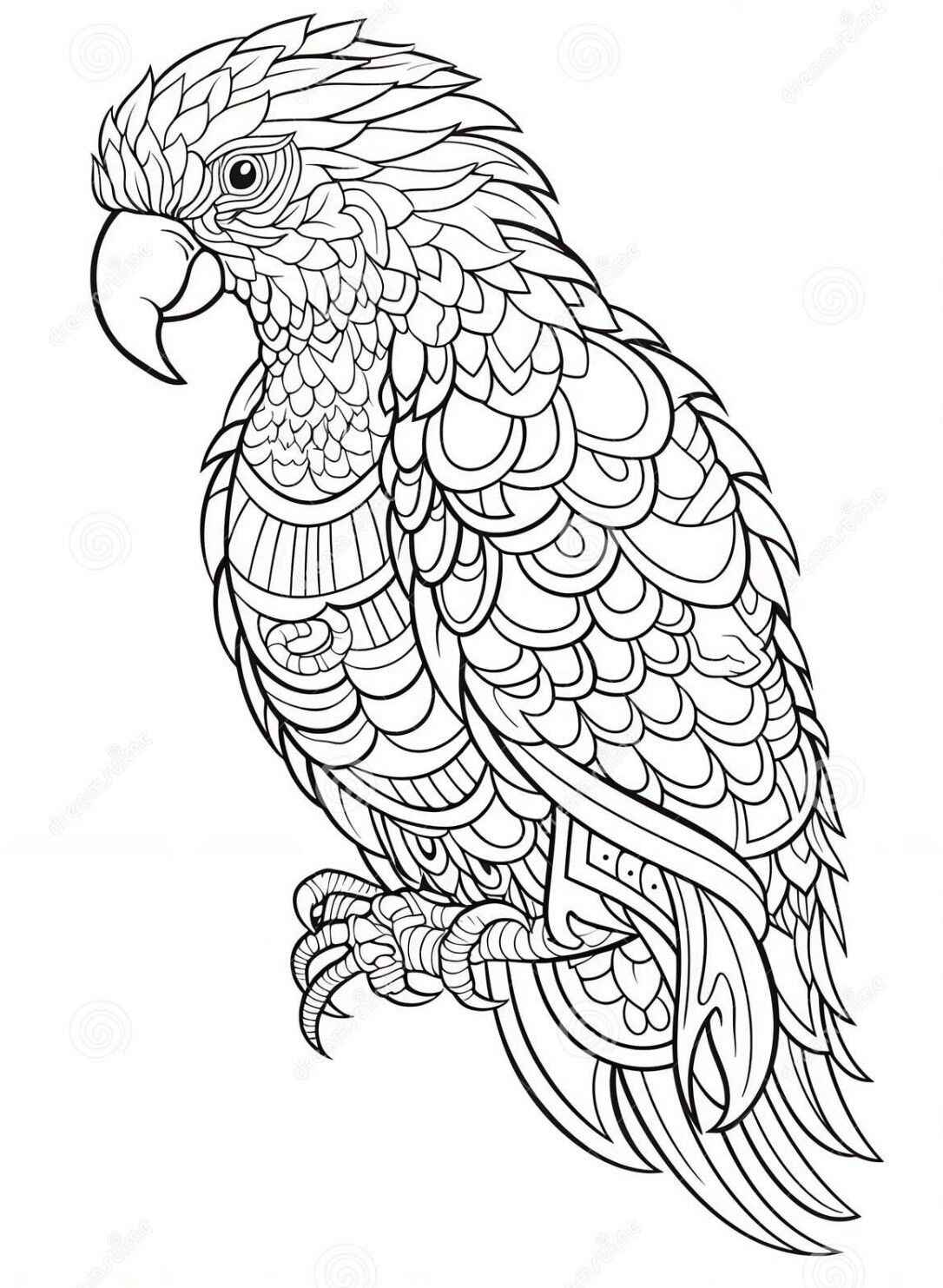 Desenho de Arara Desenho Colorir Imprimir 11