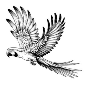 Desenho de Arara Desenho Colorir Imprimir 33