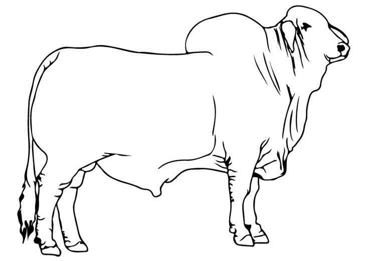 Desenho de Boi Desenho Colorir Imprimir 03