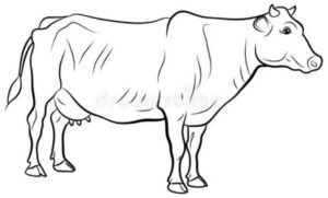 Desenho de Boi Desenho Colorir Imprimir 04