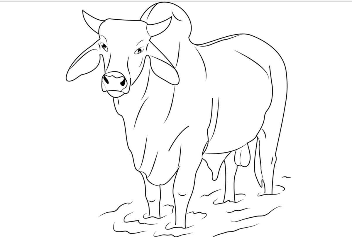 Desenho de Boi Desenho Colorir Imprimir 05
