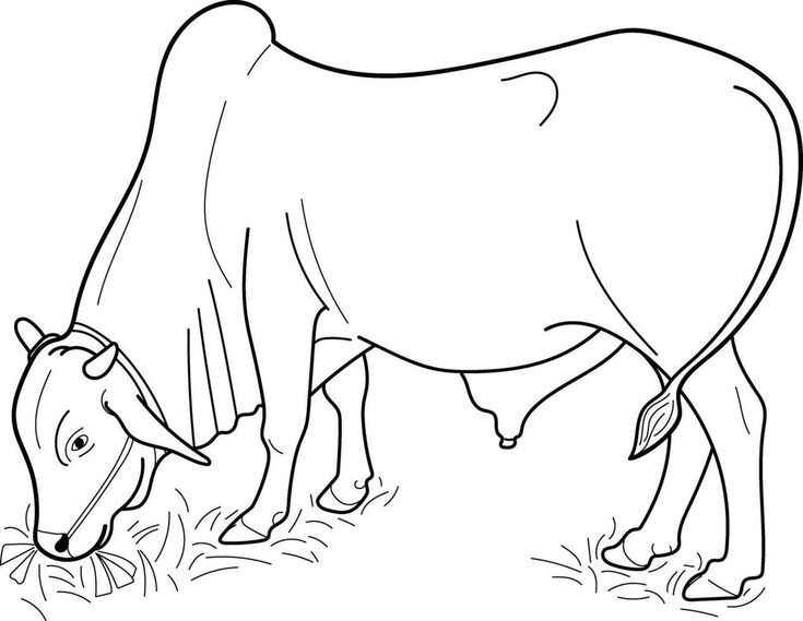 Desenho de Boi Desenho Colorir Imprimir 10