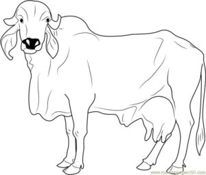 Desenho de Boi Desenho Colorir Imprimir 14