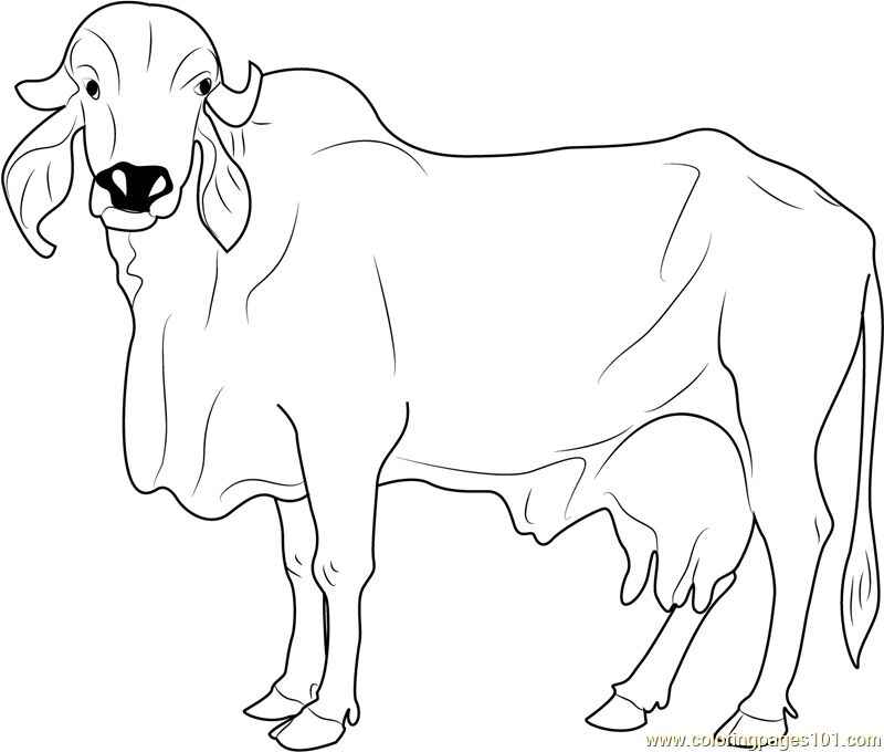 Desenho de Boi Desenho Colorir Imprimir 14