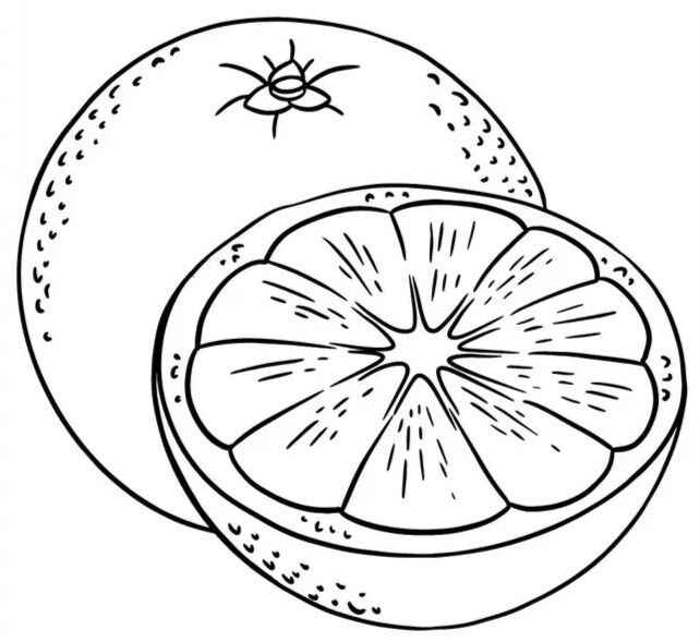 Desenho de Laranja Desenho Colorir Imprimir 03