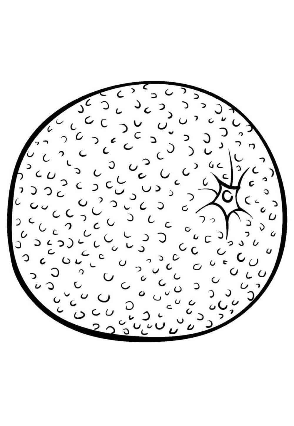 Desenho de Laranja Desenho Colorir Imprimir 17