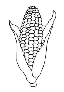 Desenho de Milho Desenho Colorir Imprimir 04
